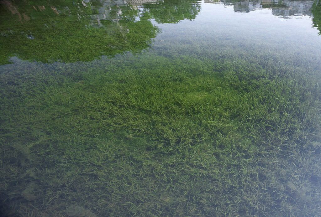 【苦草】养殖苦草要注意的几个方面